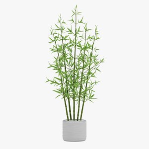 Bamboo in Pot