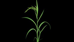 PADDY PLANT OPTION 5