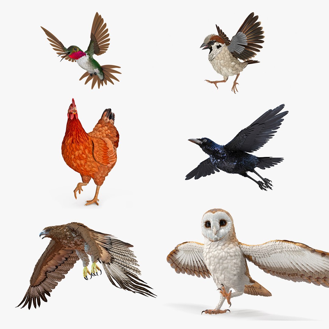 Rigged Birds Collection 2 3D model preview