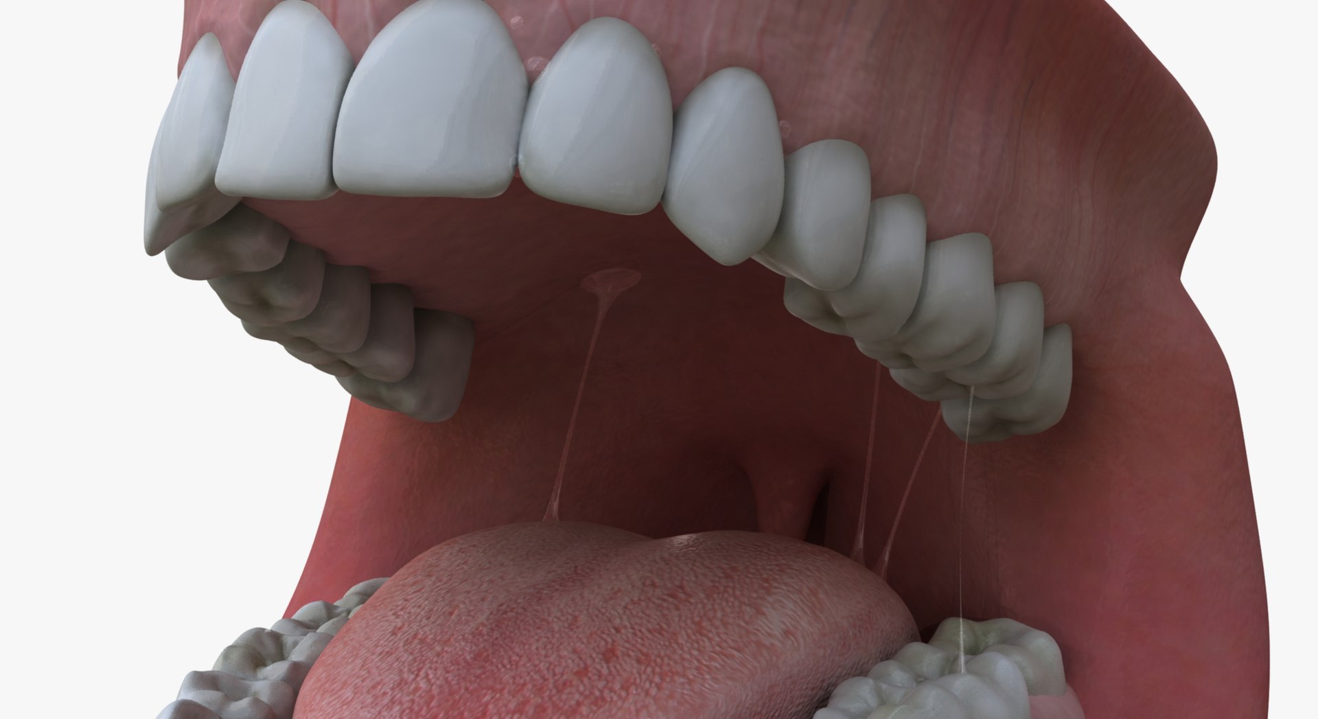 3d Teeth Gums Model