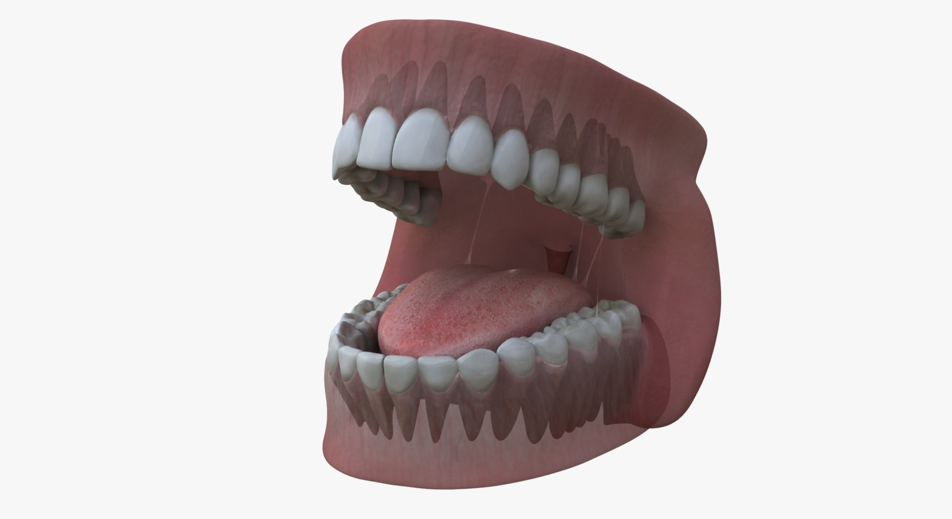 3d Teeth Gums Model