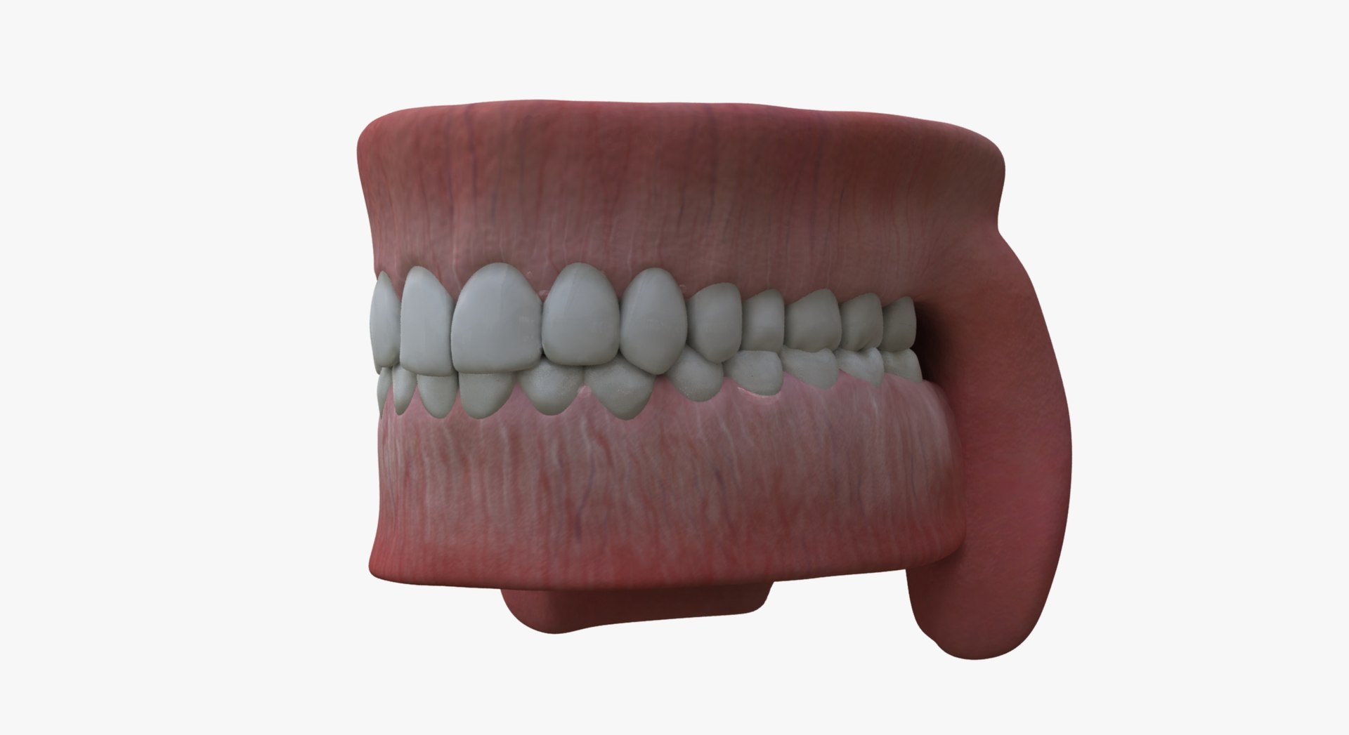 3d Teeth Gums Model