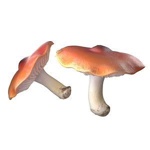 Mushroom 7 3D model
