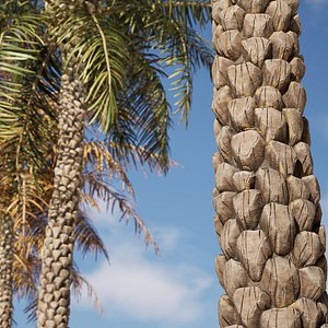 Palm Tree Collection