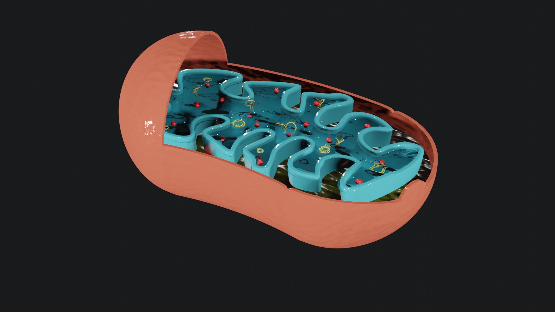 Mitochondria 3D model - TurboSquid 1806584