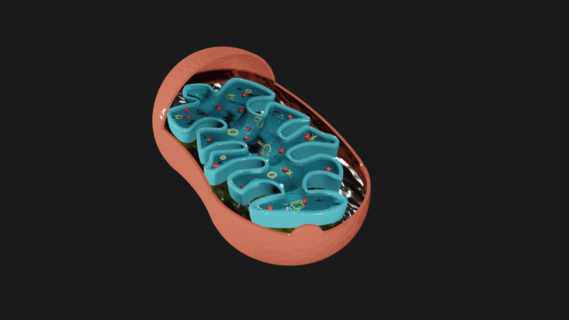 Mitochondria 3D Model - TurboSquid 1806584