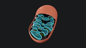 Mitochondria 3D model