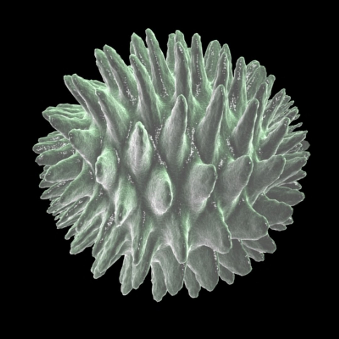 40 micro objects set max https://p.turbosquid.com/ts-thumb/rB/fzHxnh/tkoy1m8d/tentaclecell/jpg/1214246299/1920x1080/fit_q87/49d095dbe3ce895ddb4907ac9e902a91cdf0b734/tentaclecell.jpg