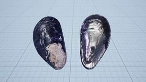 Mussel Shell