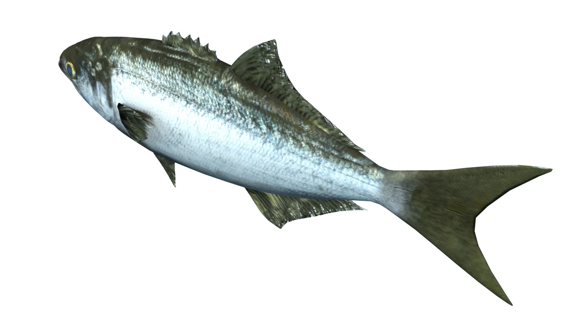 Bluefish Tailor Fish 3D - TurboSquid 2191261