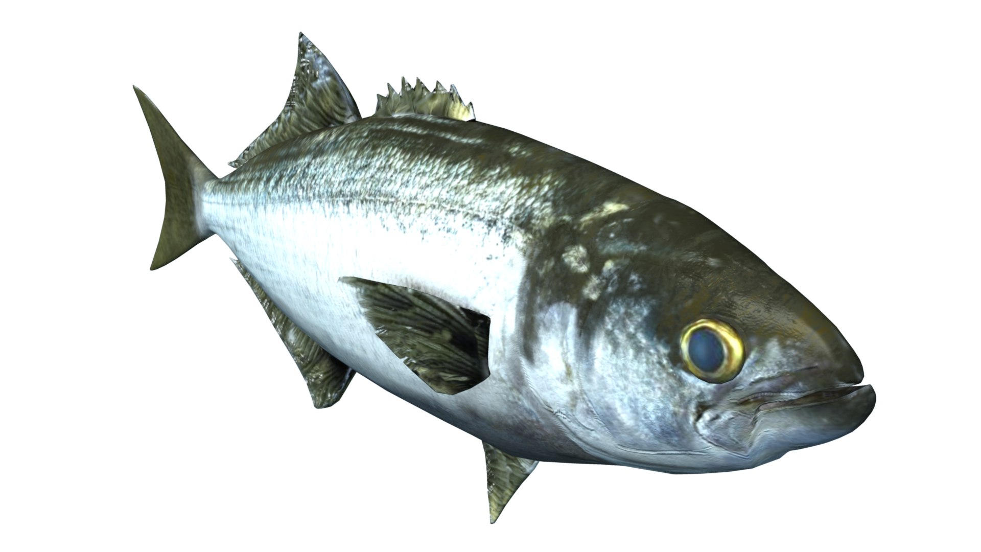 Bluefish Tailor Fish 3D - TurboSquid 2191261