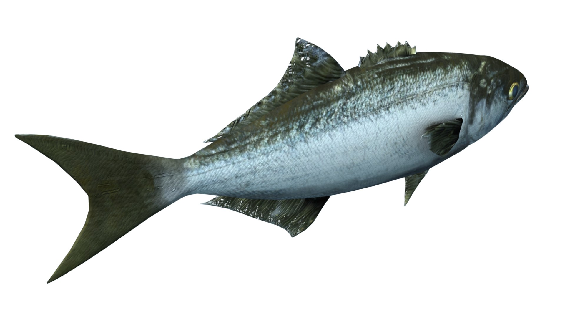 Bluefish Tailor Fish 3D - TurboSquid 2191261