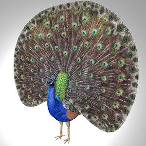 3D Rigged open feather Peacock