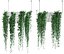 Ivy hanging from the ceiling on a trellis 6 pack