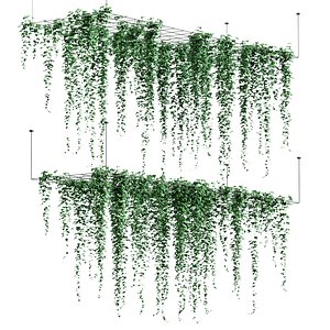 Ivy hanging from the ceiling on a trellis 6 pack