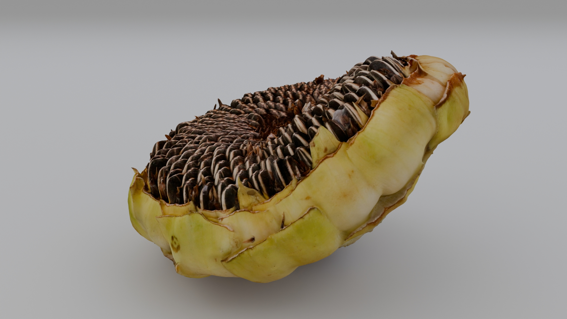 Sunflower Head A 3D https://p.turbosquid.com/ts-thumb/rC/8xvU2q/Iw/sunflowerheada/jpg/1767290941/1920x1080/turn_fit_q99/5a034cd41ca545ded1e8690f18951558cdc52bb2/sunflowerheada-1.jpg