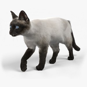 Cat Siamese ANIMATED 3D model