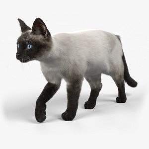 Cat Siamese ANIMATED