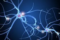 Nerve cell anatomy in details