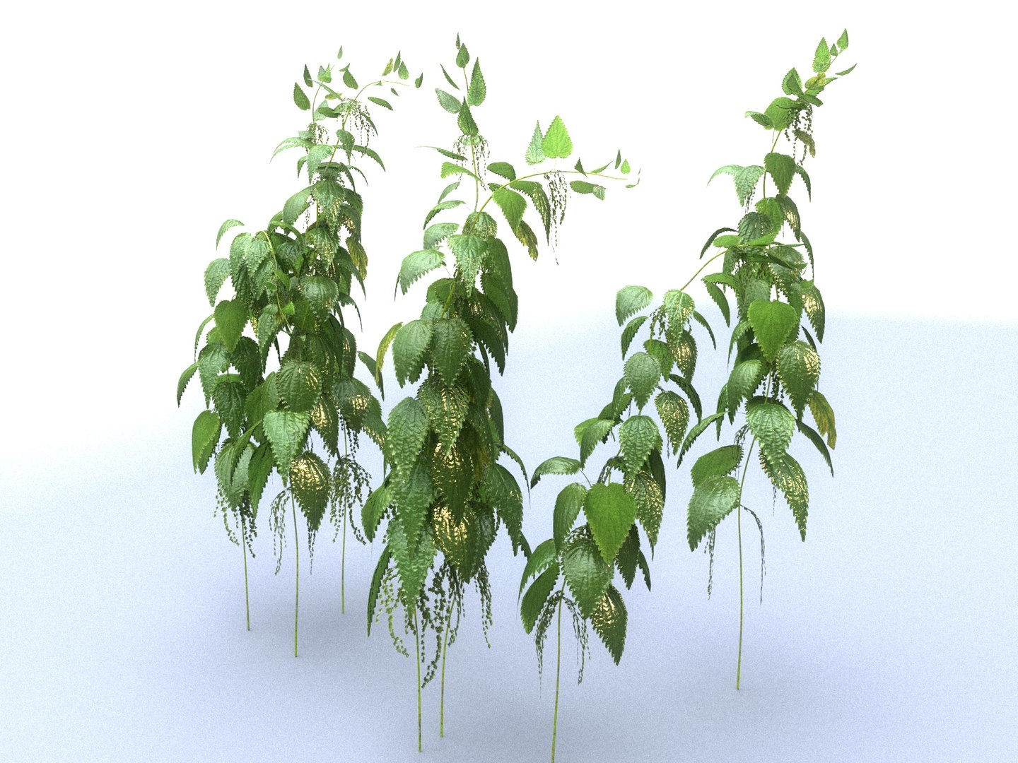 3D Model Nettle Mega Pack Ecosystems - TurboSquid 1312090