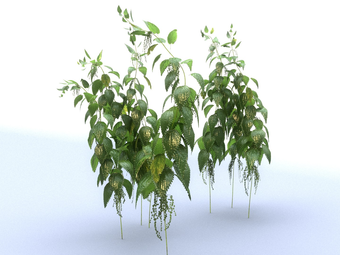 3D Model Nettle Mega Pack Ecosystems - TurboSquid 1312090