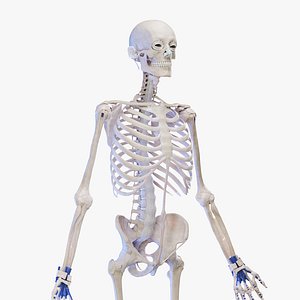 Medically Accurate Male Skeletal And Connective System 3D model