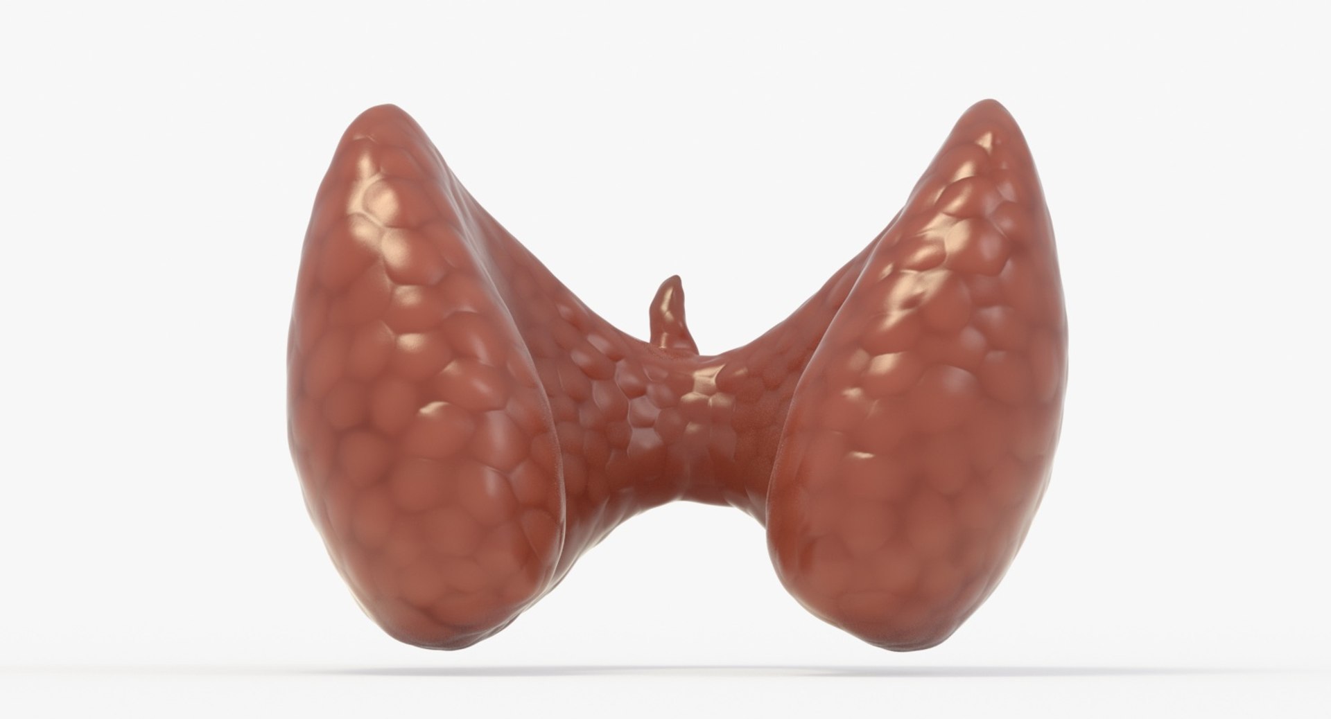 follicular cancer thyroid model https://p.turbosquid.com/ts-thumb/rC/VrYaYj/P8E2SXnH/13_back_view/jpg/1546076773/1920x1080/fit_q87/e78c12f3efcc1597622732ff7cd612476d58affd/13_back_view.jpg