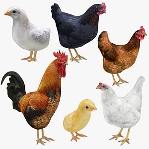 Rooster Chicken and Chick Collection 6 in 1