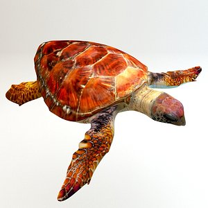 Loggerhead sea turtle