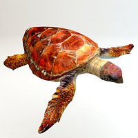 Loggerhead sea turtle