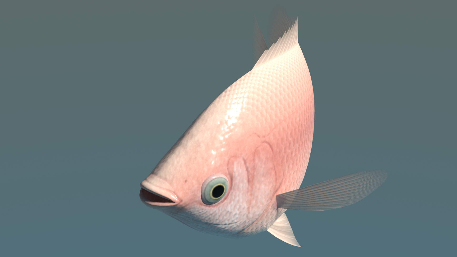 3d kissing gourami