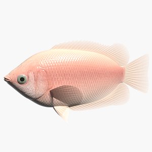 3d kissing gourami
