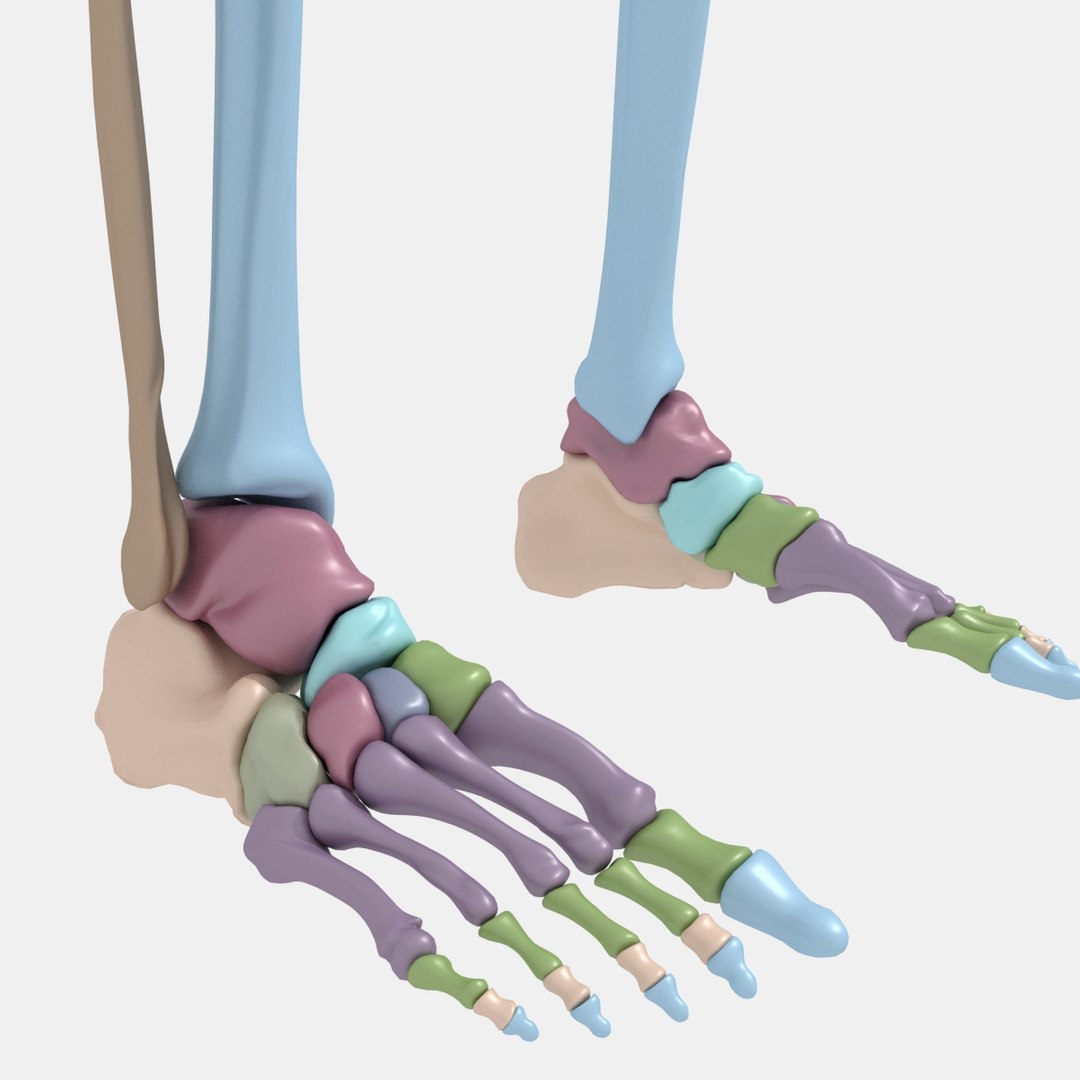 Female human skeleton bones 3D model - TurboSquid 1228387