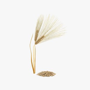 3D barley grain model