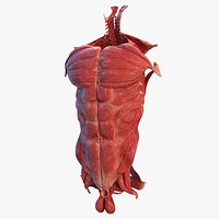 Human Torso Muscular System
