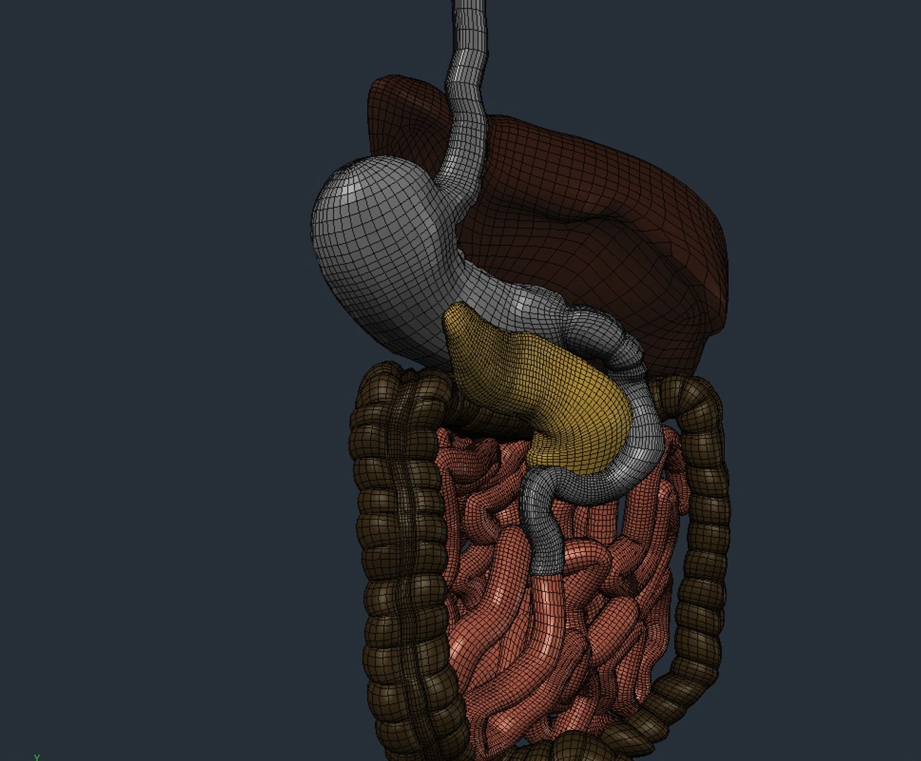 Internal Organs 3d Model