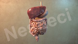 Internal Organs