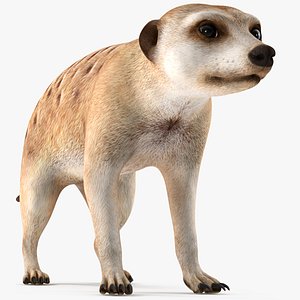 Meerkat Rigged for Maya