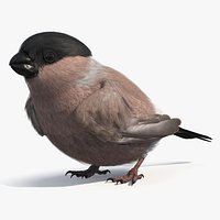 Bullfinch Female Bird Sitting
