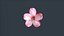 Pfirsichblüte