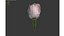 Pfirsichblüte