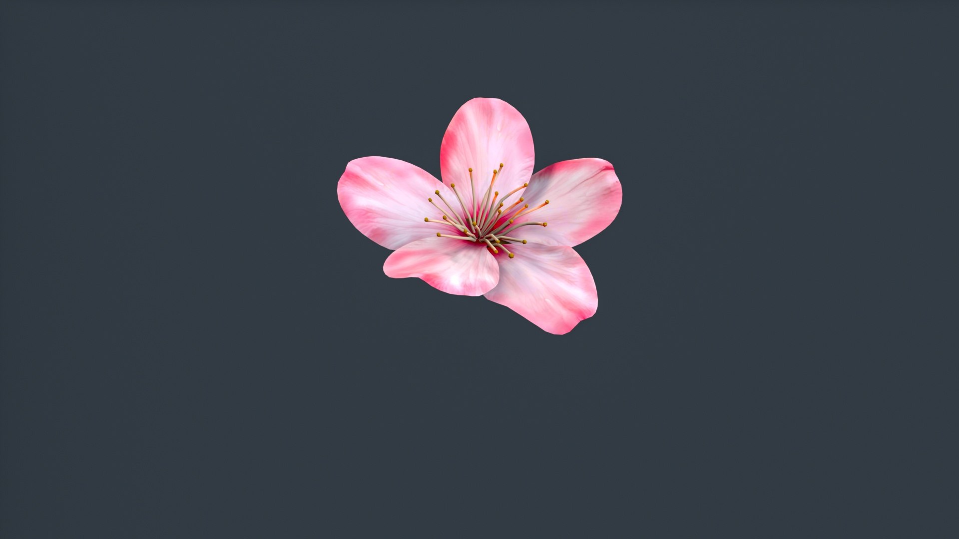 peach flower 3D https://p.turbosquid.com/ts-thumb/rD/KHEglV/pl/untitled_003/jpg/1763216625/1920x1080/fit_q87/dc3f12b7d14b0421fc8c6a6b1e3bf103542dc637/untitled_003.jpg