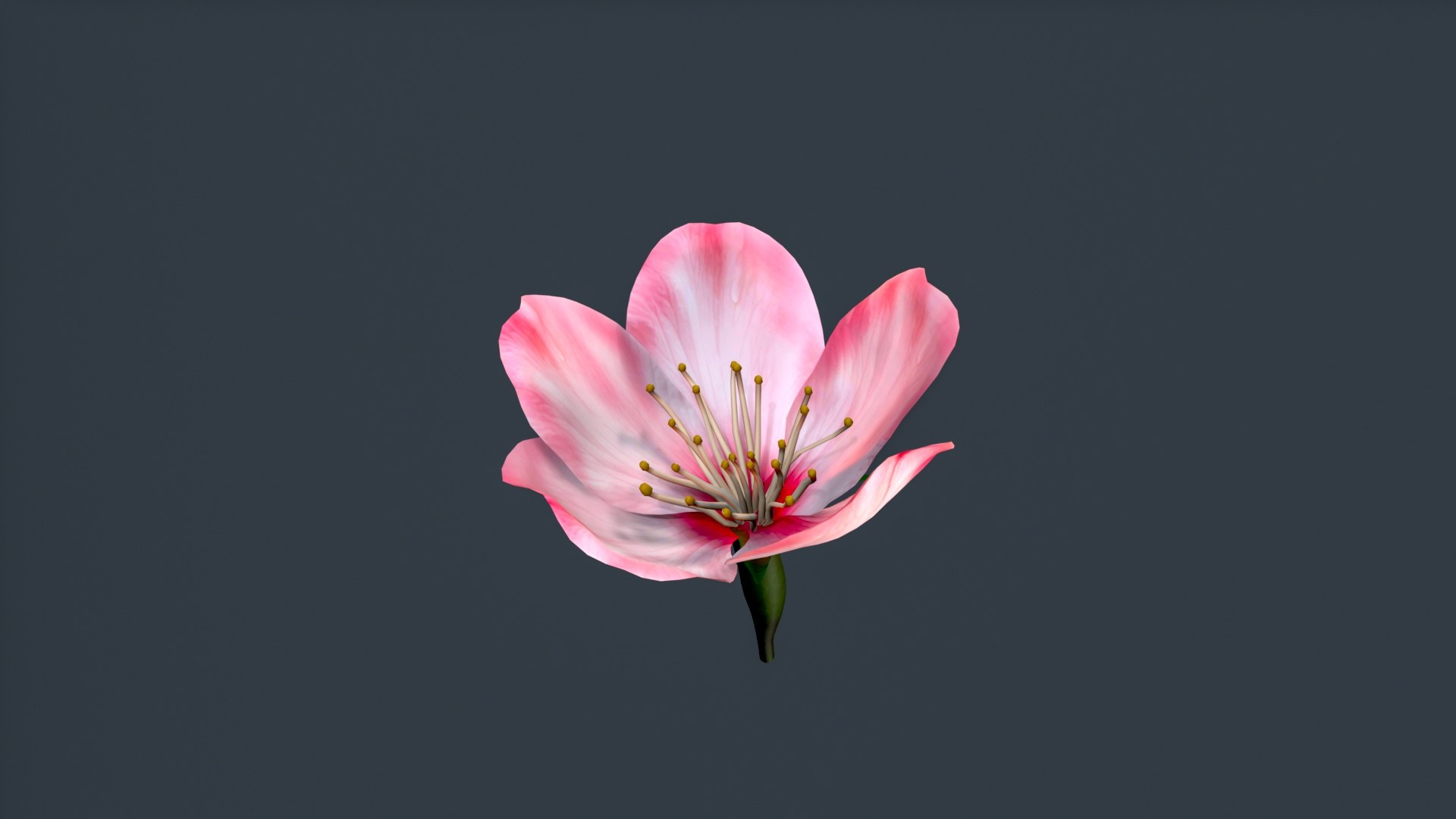 peach flower 3D https://p.turbosquid.com/ts-thumb/rD/KHEglV/rQ/untitled_007/jpg/1763216627/1920x1080/fit_q87/379b03be7e77028ce297ebd8a740f02e4a84eb23/untitled_007.jpg