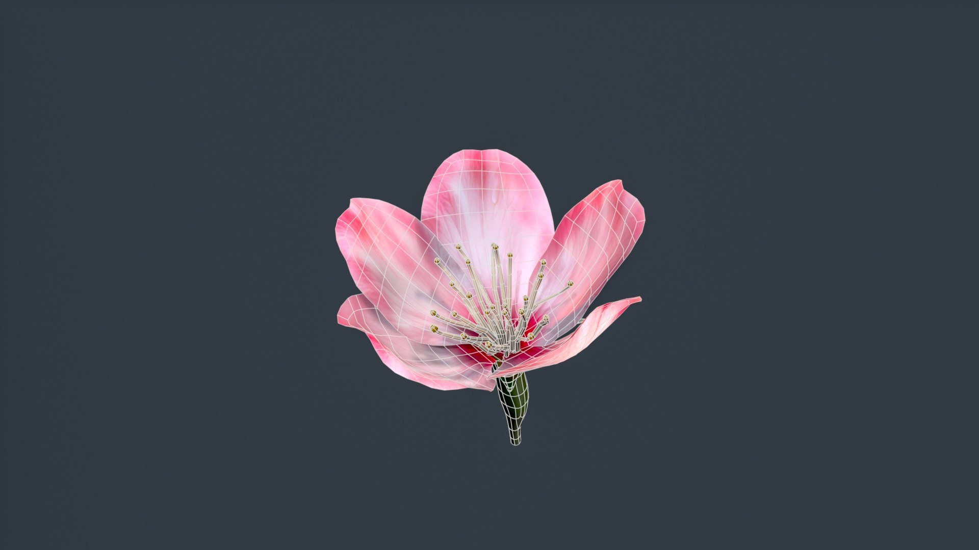 peach flower 3D https://p.turbosquid.com/ts-thumb/rD/KHEglV/sK/untitled_008/jpg/1763216627/1920x1080/fit_q87/aa155871d47b13dd574ed83664cc21d728b3af4b/untitled_008.jpg