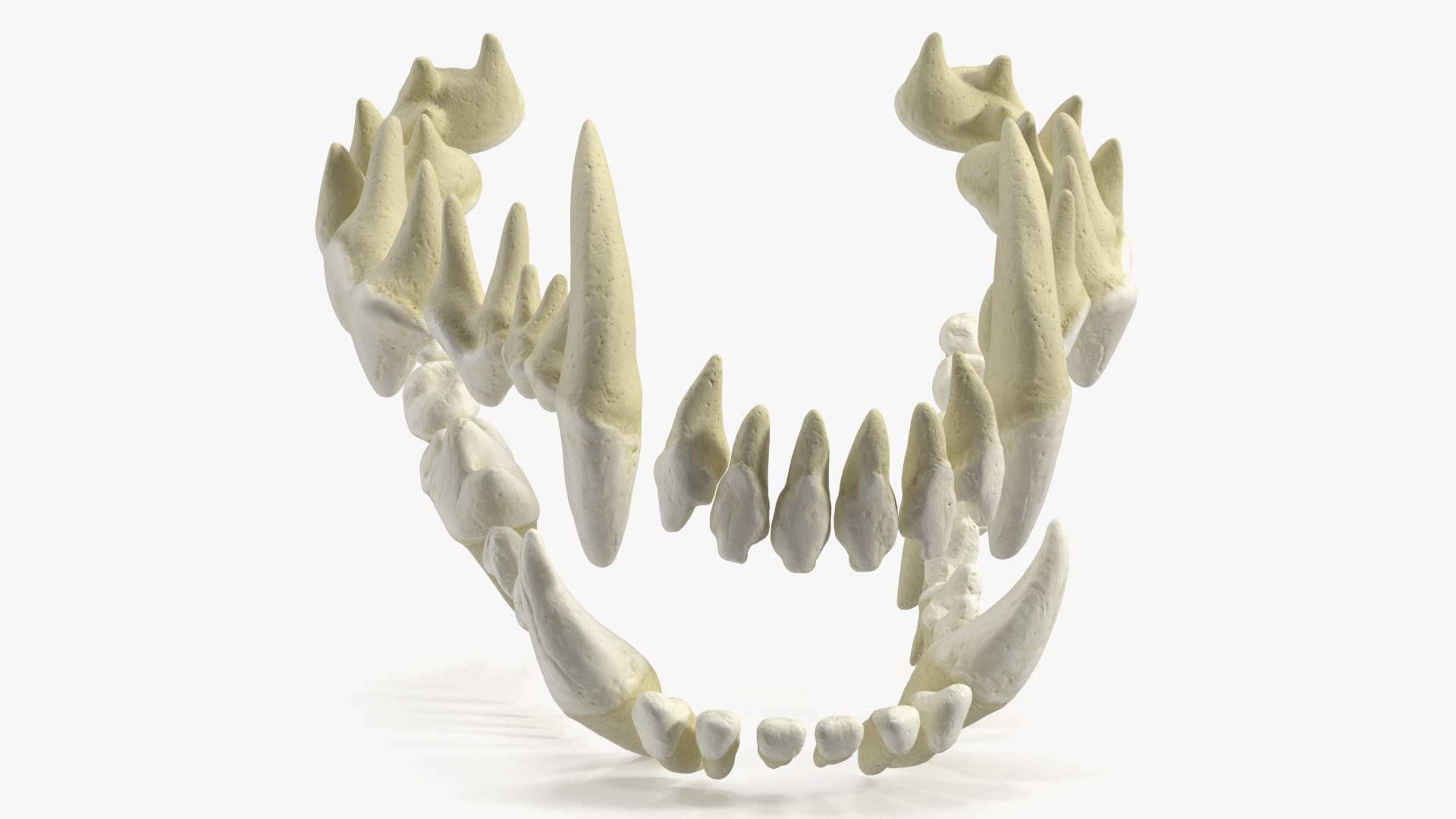 3D Model Teeth Of Dog - TurboSquid 2396011