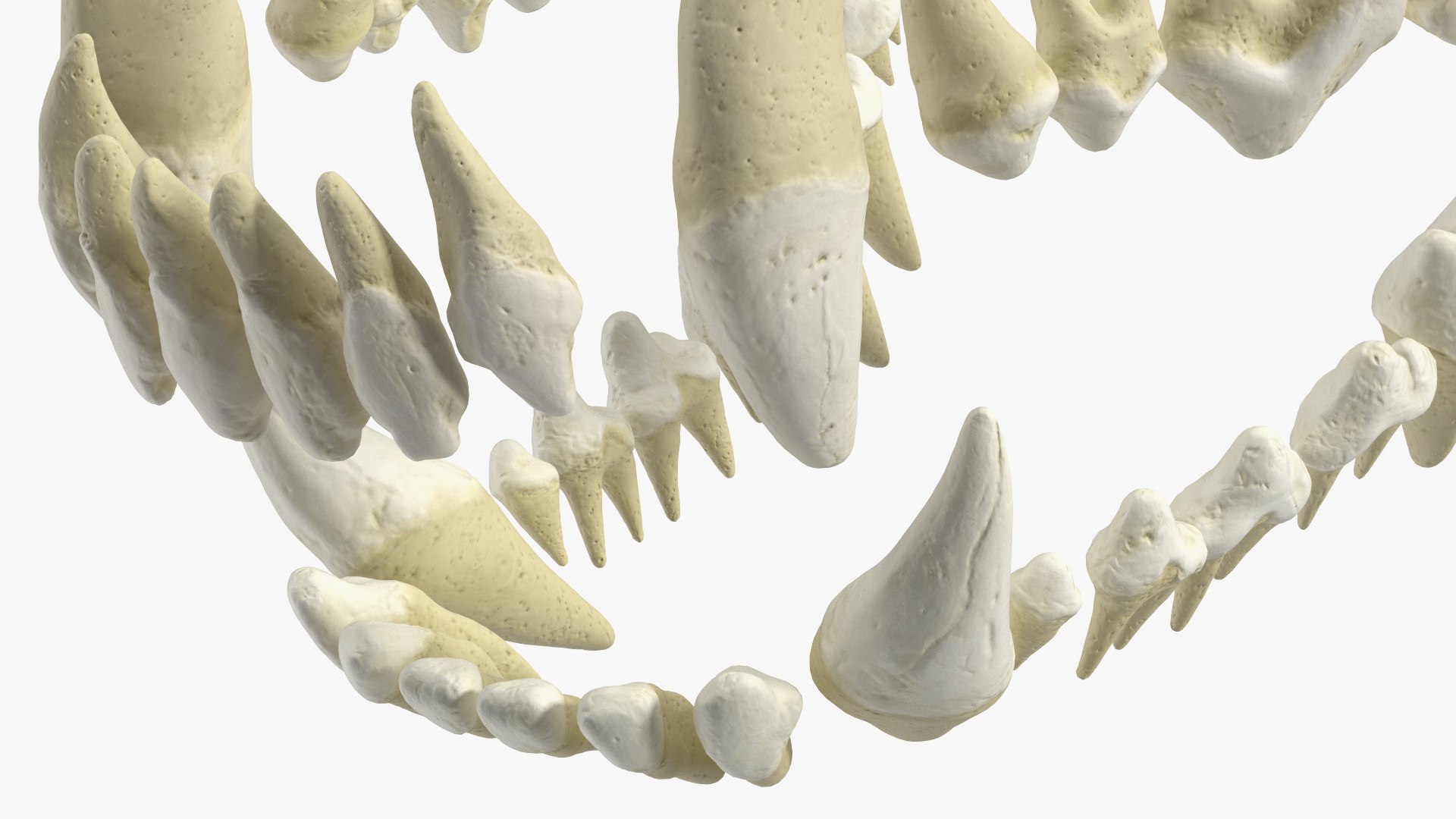 3D Model Teeth Of Dog - TurboSquid 2396011