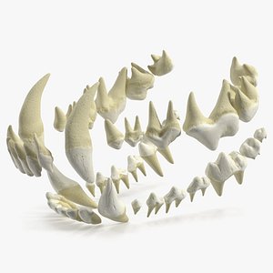 3D model Teeth of Dog