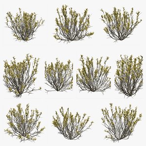 Broom Snakeweed Plants with Flowers Collection