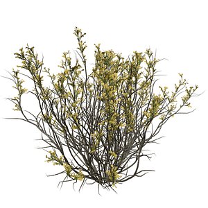 Broom Snakeweed Plants with Flowers Collection