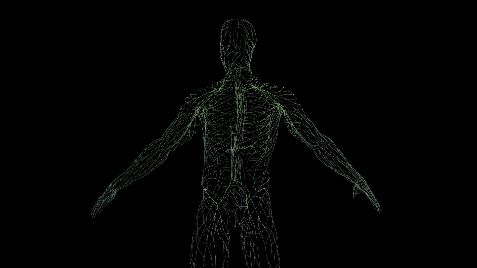 Human Male Body and Lymphatic System Static model - TurboSquid 2051856